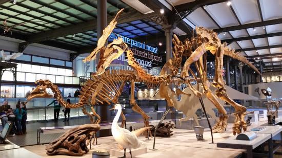 Museo di scienze naturali